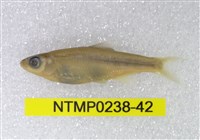 藏品(平頜鱲)的圖片